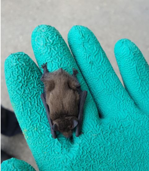 Junge Fledermaus